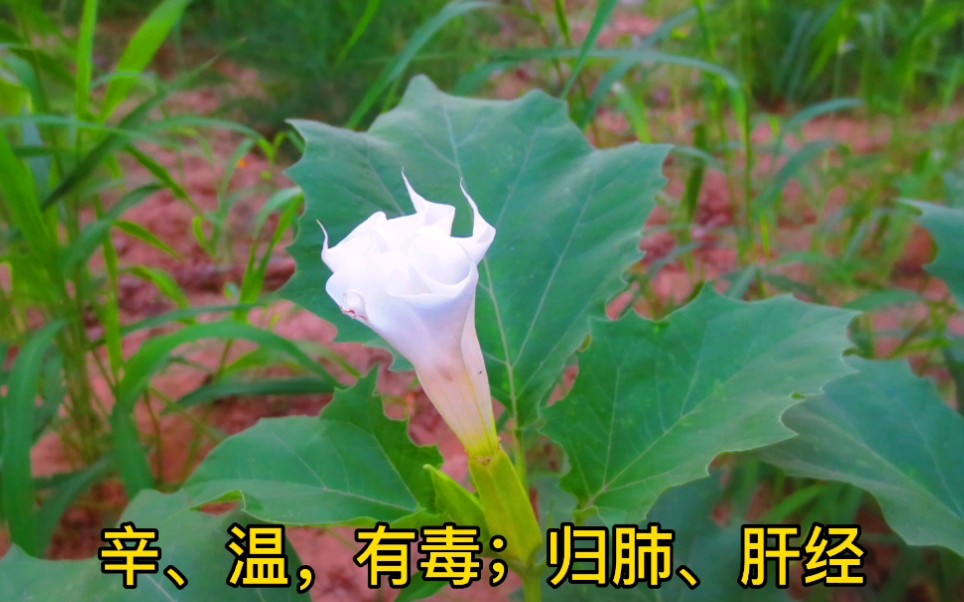 [图]中兽药之洋金花+【中兽医药趣事】