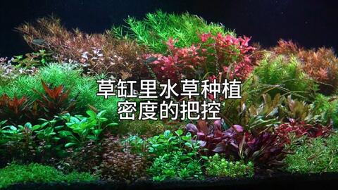 草缸水草种植密度和种类的把控 哔哩哔哩 Bilibili