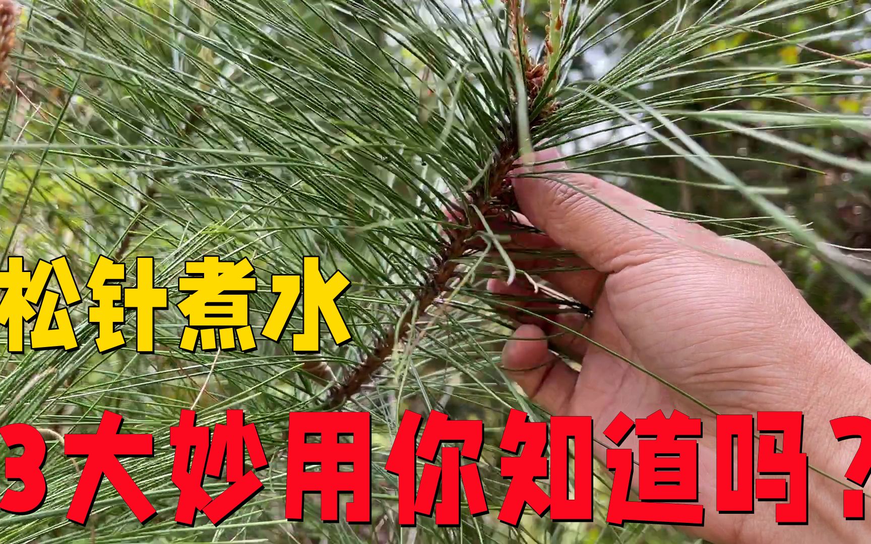 松针煮水的功效与作用(松针水的功效与作用,让你健康更美好)