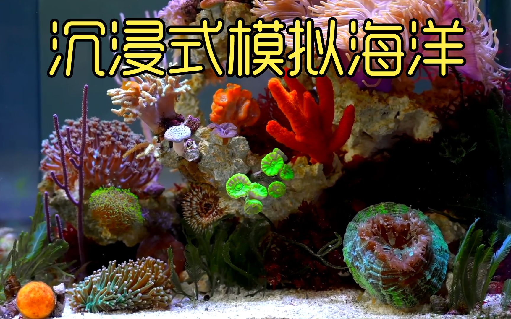 [图]沉浸式模拟海洋，历经九十天打造一个迷你海底世界，太神奇太好玩