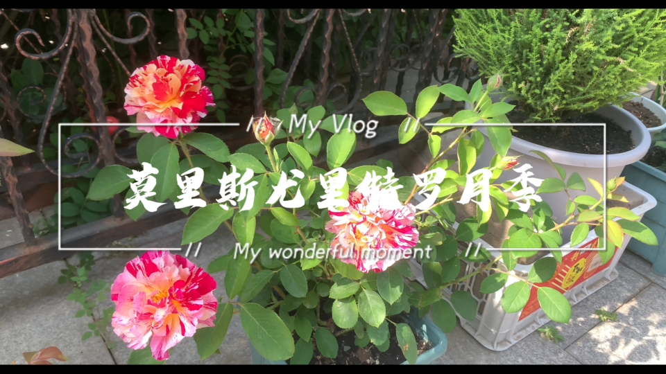 莫里斯尤特里罗月季