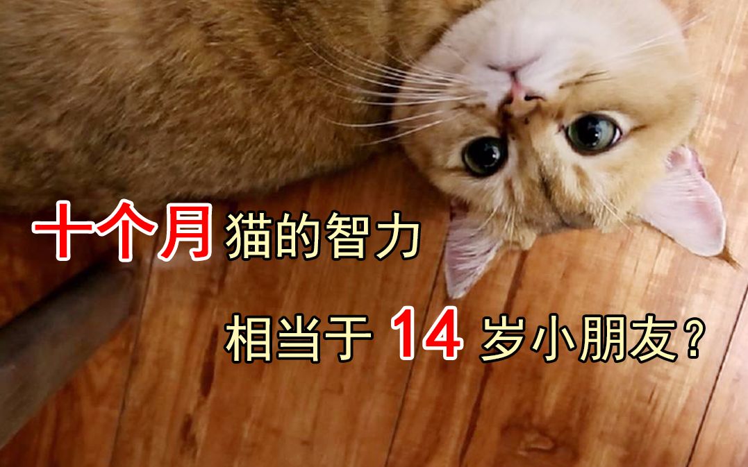 听说十个月的猫的智力相当于14岁人类,结果大吃一惊哔哩哔哩bilibili