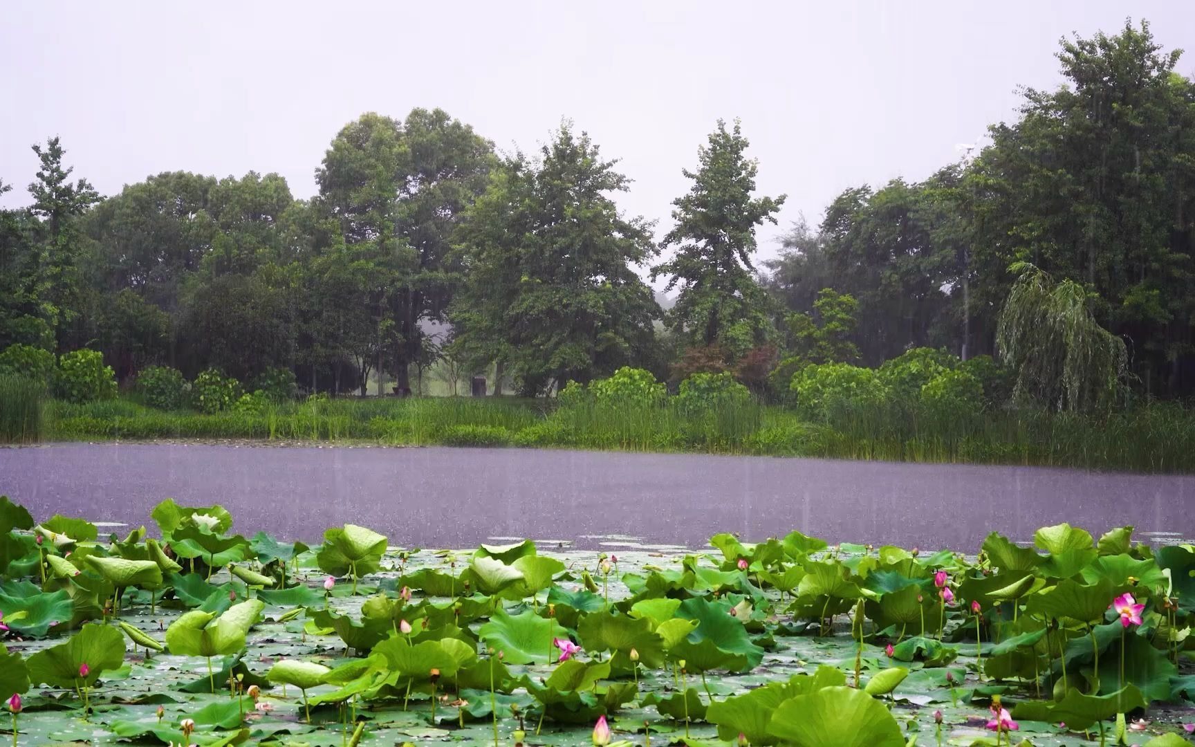 [图]【白噪音，雨声】荷塘的绵绵细雨，无雷声，温和舒适舒服的雨声.一起来听雨吧~~~o(￣┰￣*)ゞ