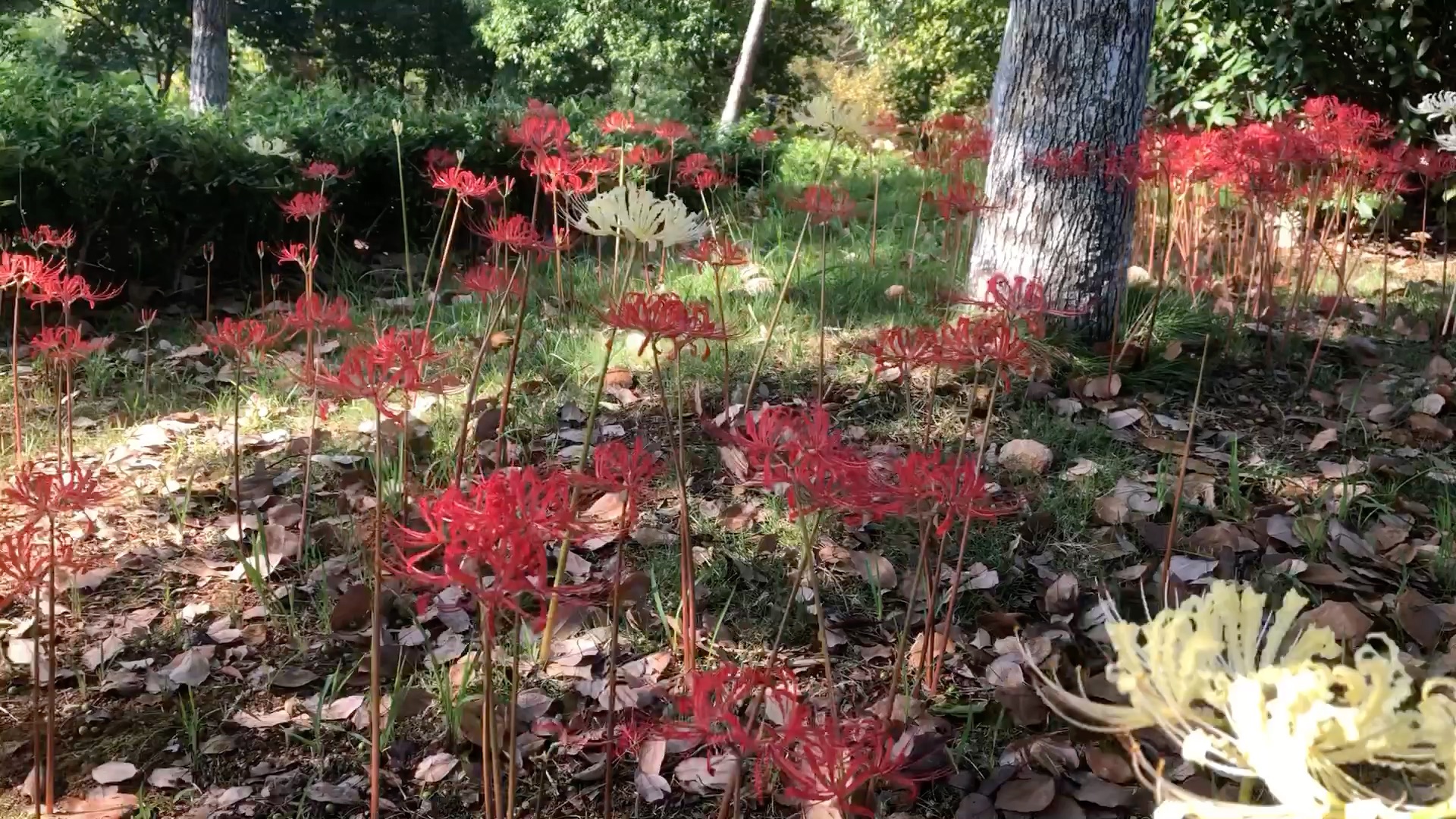 [图]蔓珠沙华白色的植株