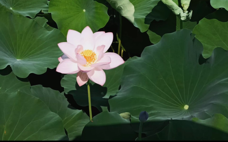 湖北云梦莲花坞景区图片