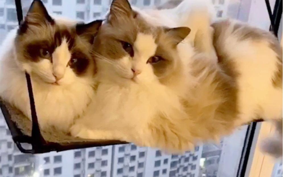 布偶猫过情人节简单粗暴爱情动作片情人节甜蜜大作战