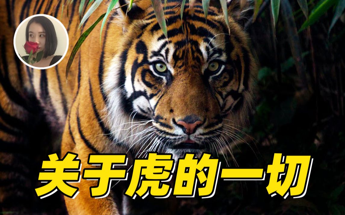 【孤独的王者】关于老虎的皮毛、猎杀和繁衍的一切哔哩哔哩bilibili