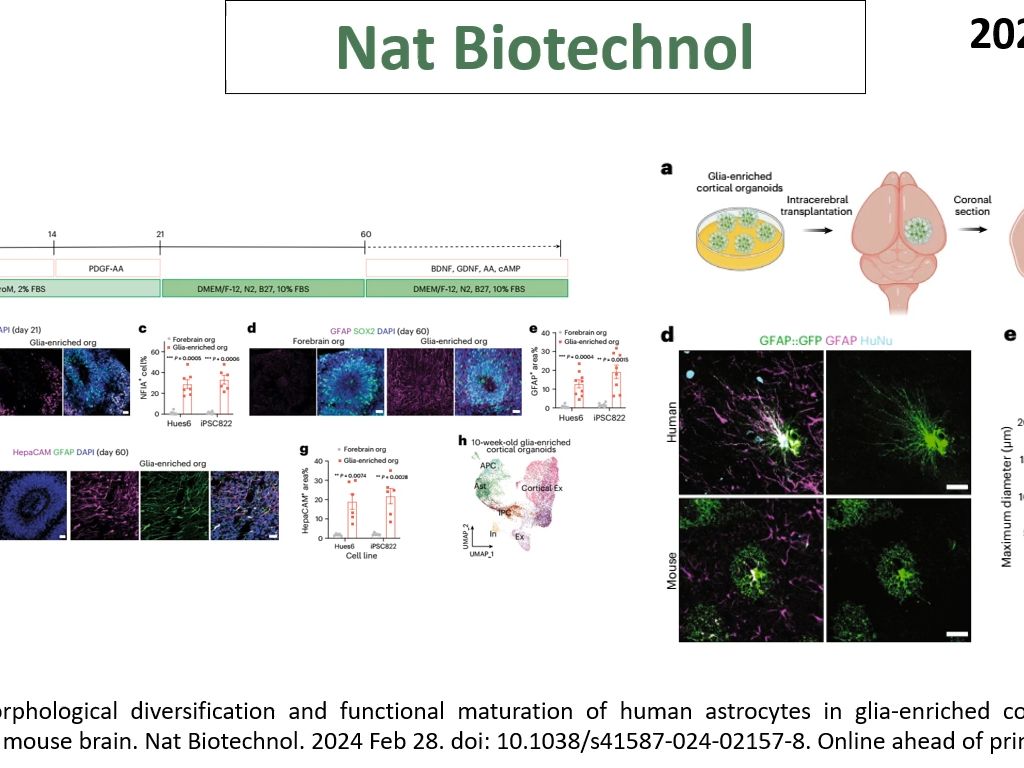 Nat Biotechnol—脑类器官研究重磅突破:科学家成功研发了富含星形胶质细胞的脑类器官哔哩哔哩bilibili