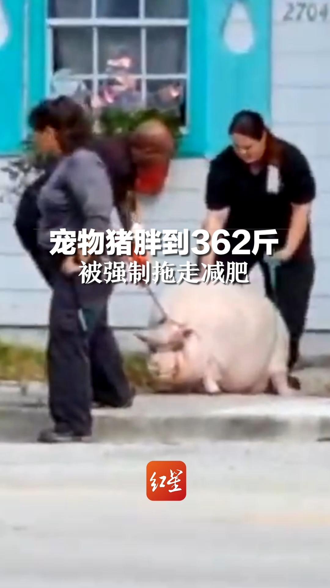 宠物猪胖到362斤,被强制拖走减肥,主人痛哭:我已经很努力让它减肥了