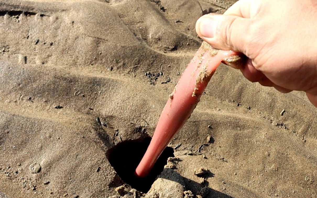 纹铭赶海:退潮后挖到只超大海肠,这也太过瘾了,有一米多长