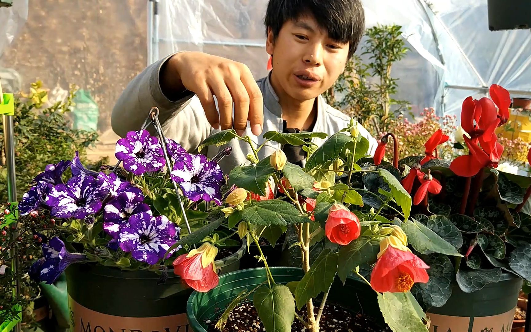 [图]冬季不知道种什么花？这几种花卉，冬季也可以旺盛的开花