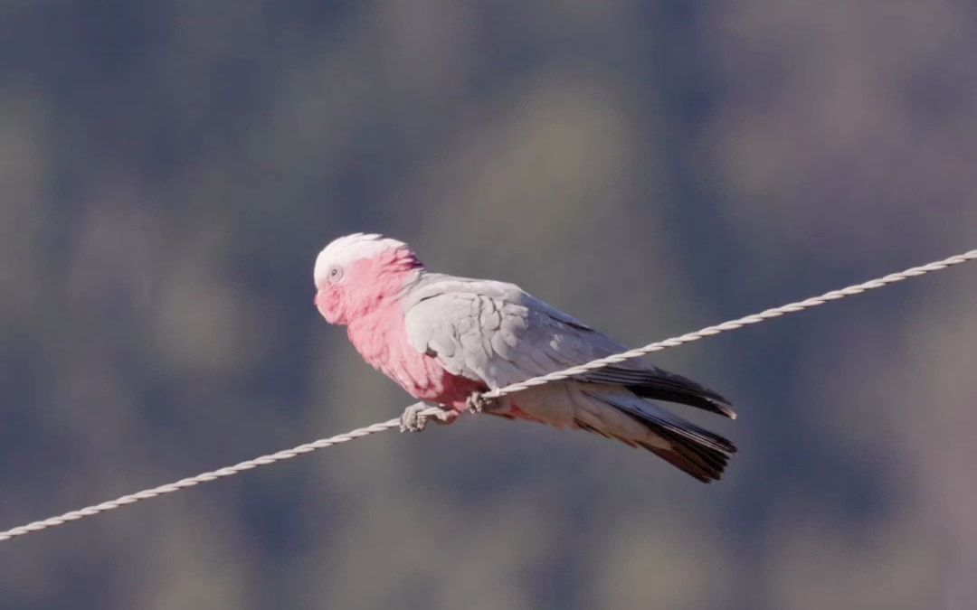 看粉红凤头鹦鹉健身