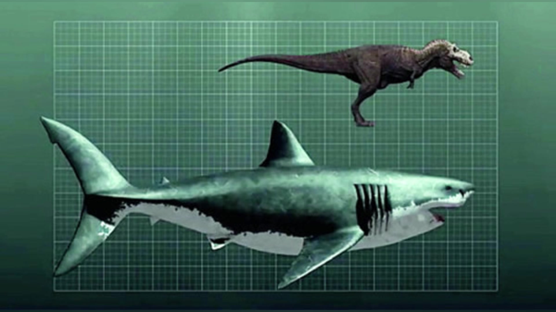 古生物科普第四期:巨齿鲨