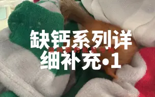 下载视频: 如何比较准确的判断松鼠是否缺钙！2分钟！6个点来判断！