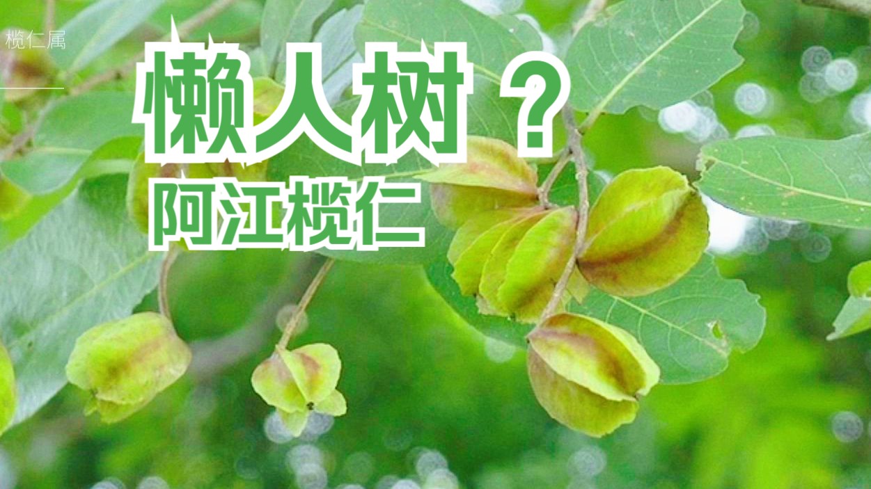 迷你版杨桃?这棵树有点懒?秋天挂着满树的果实—阿江榄仁哔哩哔哩bilibili