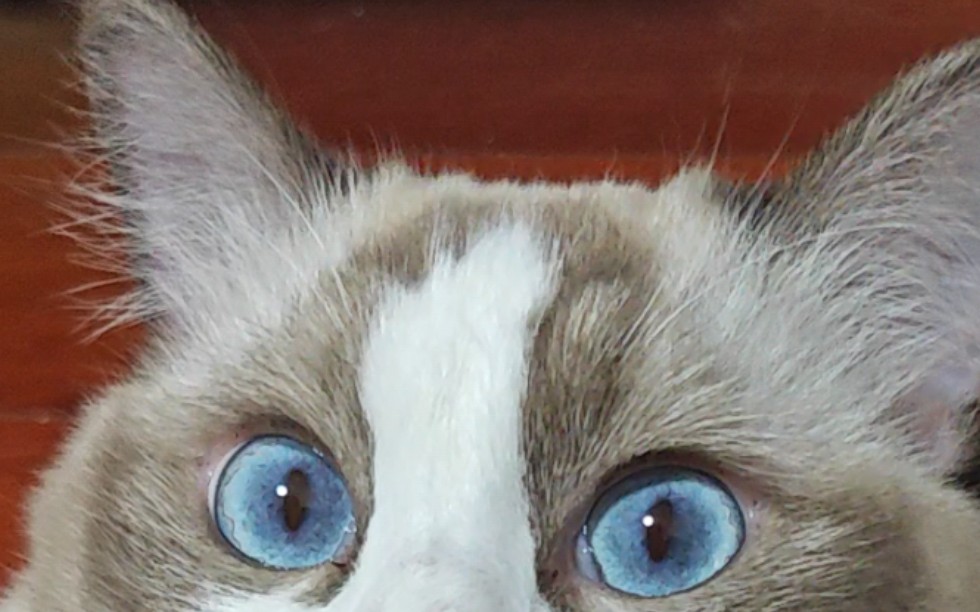 蓝眼睛真的很漂亮哇宝宝!