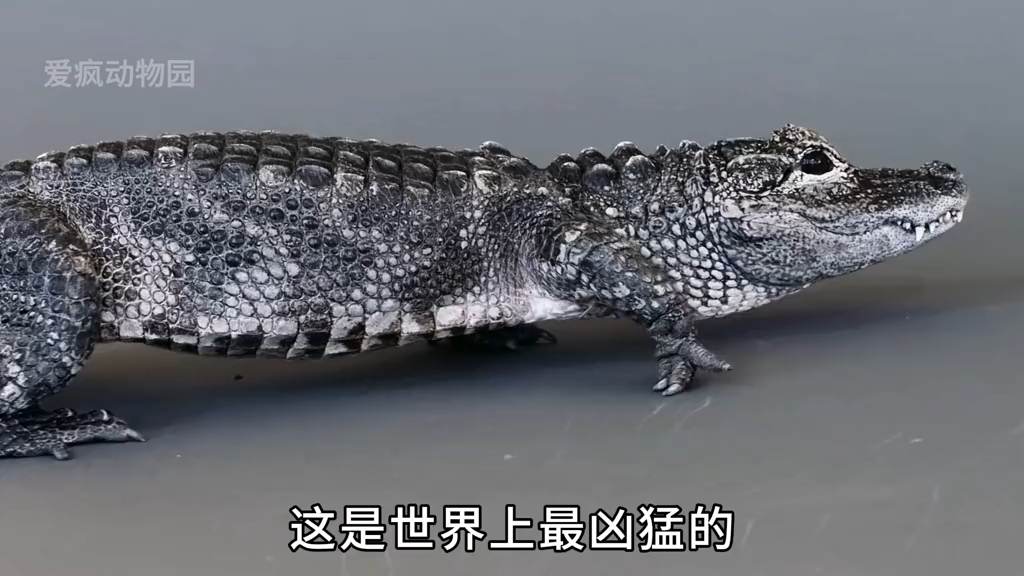 扬子鳄,鳄鱼家族中的耻辱