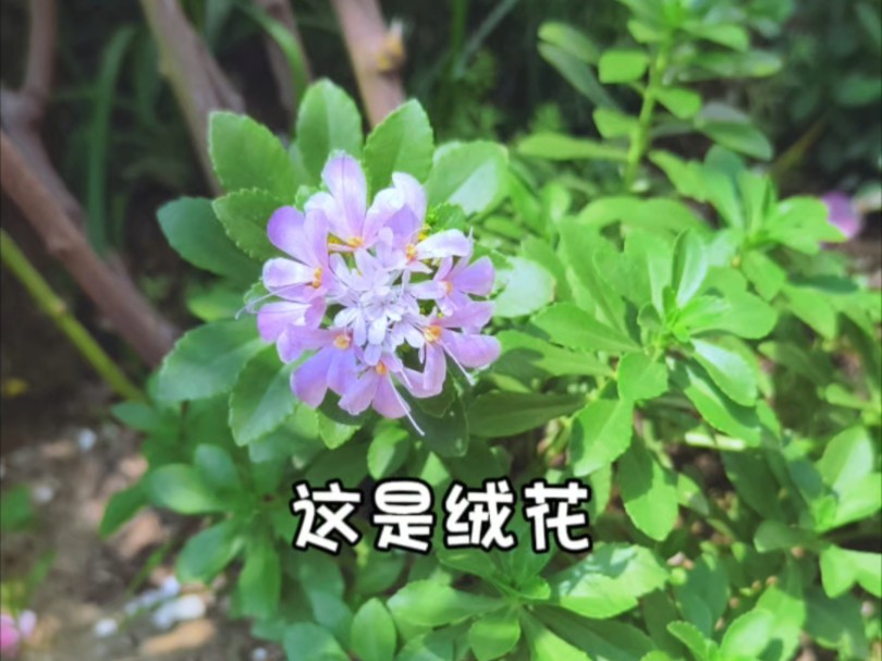 【绒花】好看的小草花哔哩哔哩bilibili