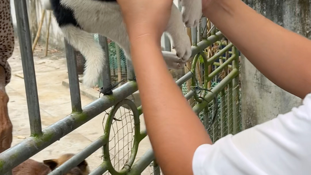 山村老林里的三色小四眼,能给它取个有趣的名字吗?