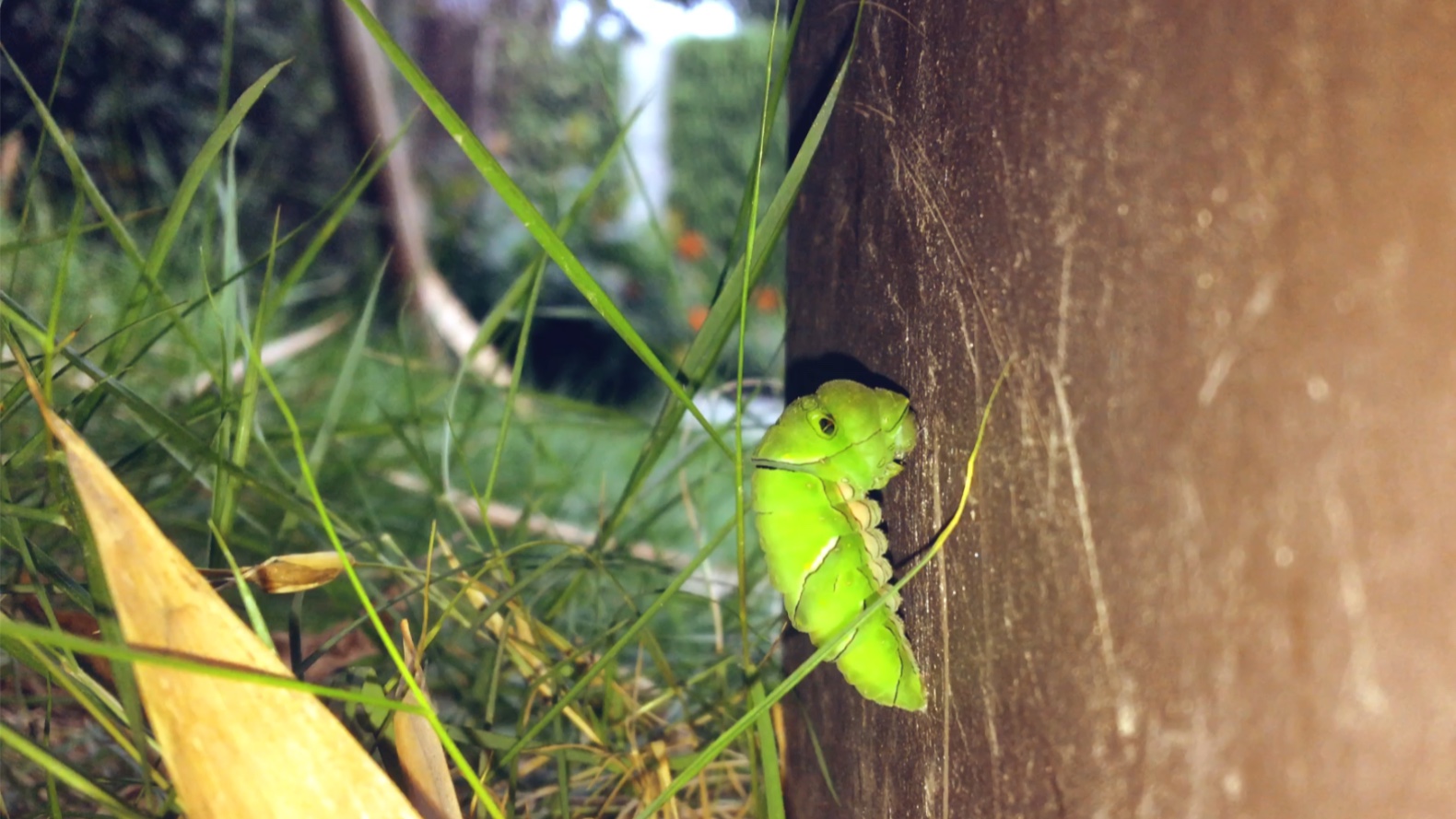 萌新蝴蝶蛹与觅食跳蛛