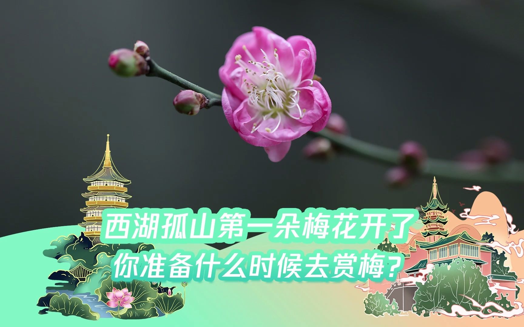 [图]西湖孤山的第一朵梅花开了！你准备什么时候去赏梅？