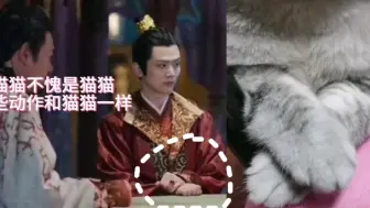 Download Video: 搞到真猫了，不愧是猫猫