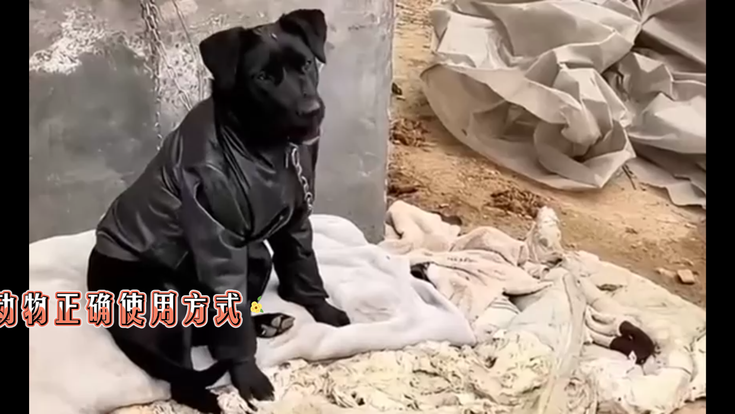 z冬天小动物正确使用方式:冬季雪景之动物版,看看小动物们是怎么过冬
