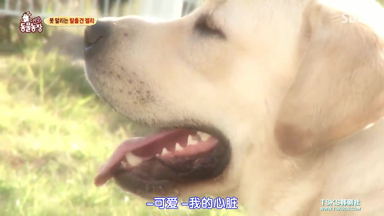 [图]【韩综】感人！深情犬公为爱走天涯（下）【韩语中字】