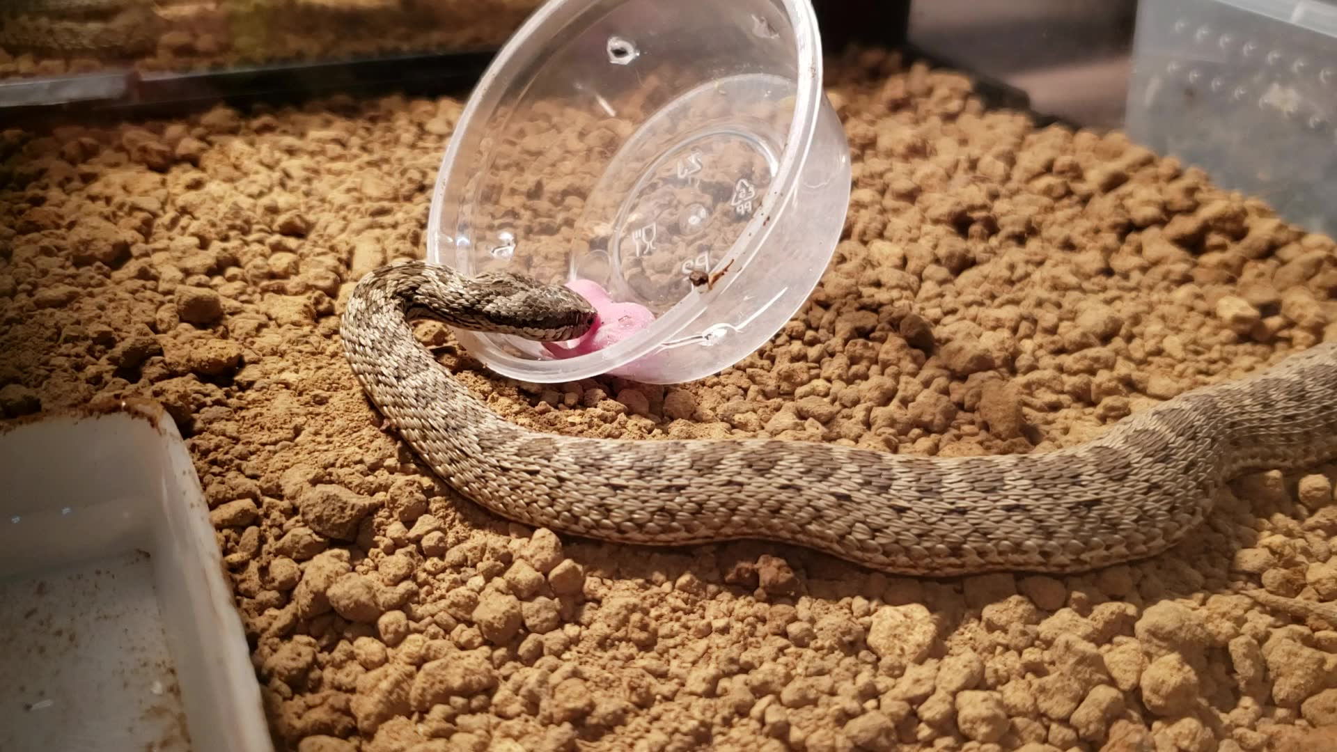 今年周年纪念日送媳妇的一对草原东方龙东方蝰原草原蝰东方亚种由吃