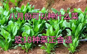 Download Video: 八月份可以种什么菜？这18种菜正合适，大家别忘了