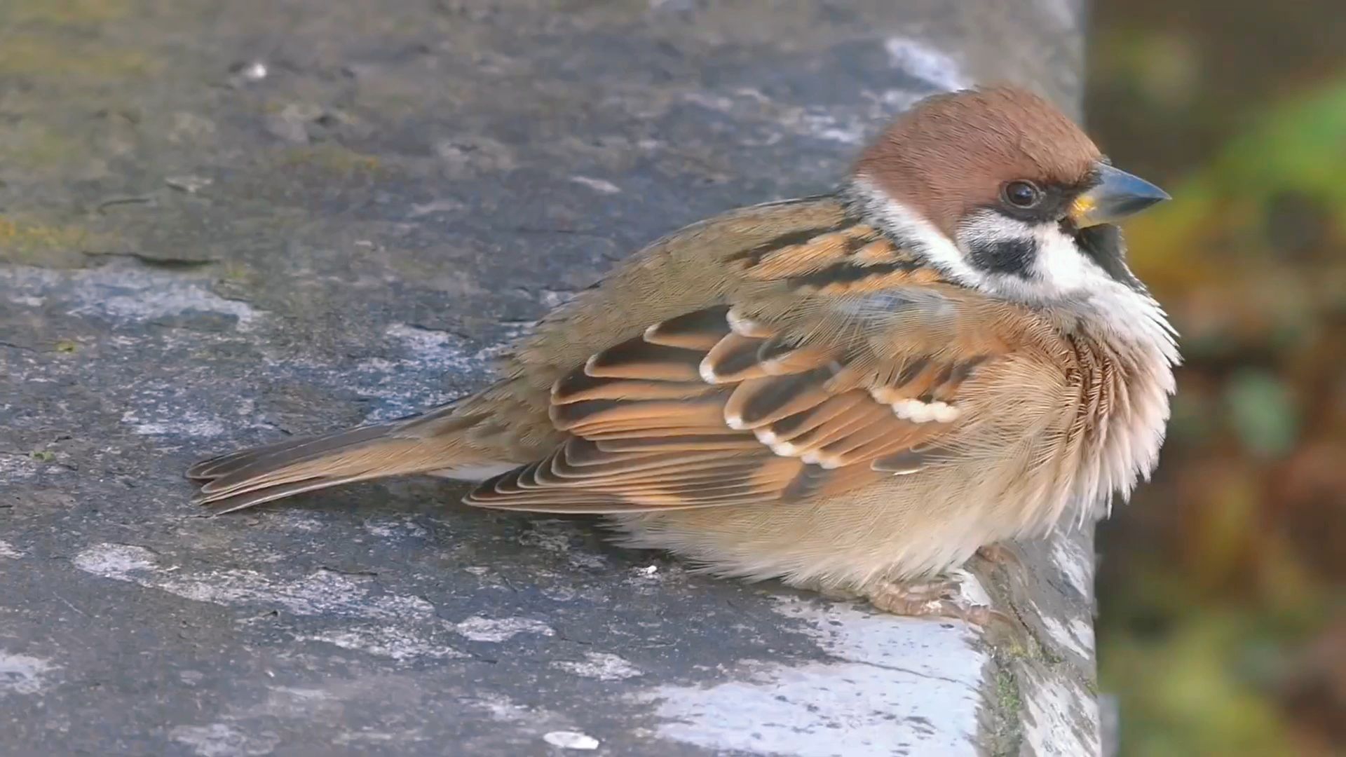 谁家的小麻雀这么鼓囊囊啊!