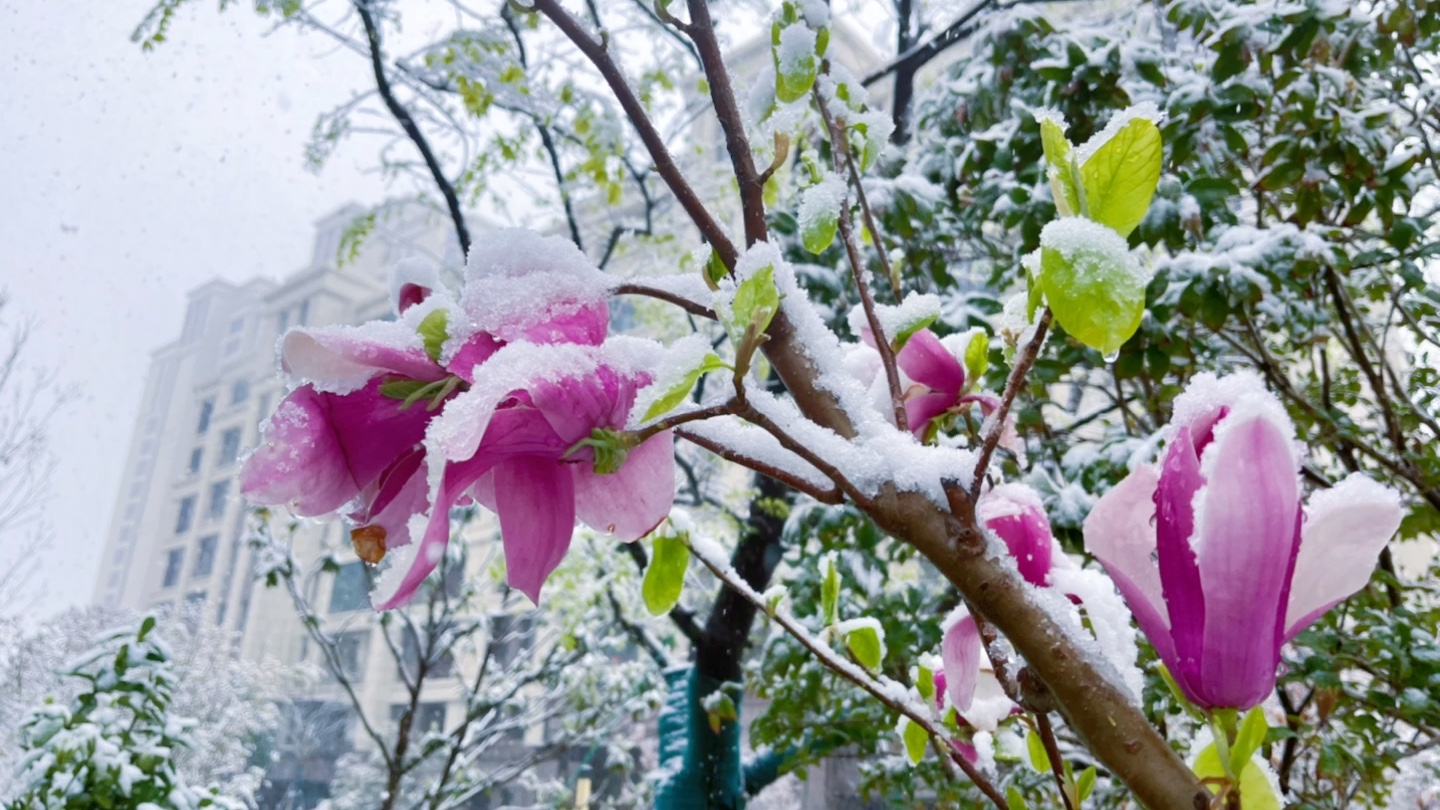 分享冬天雪花美景,这也太好看了吧