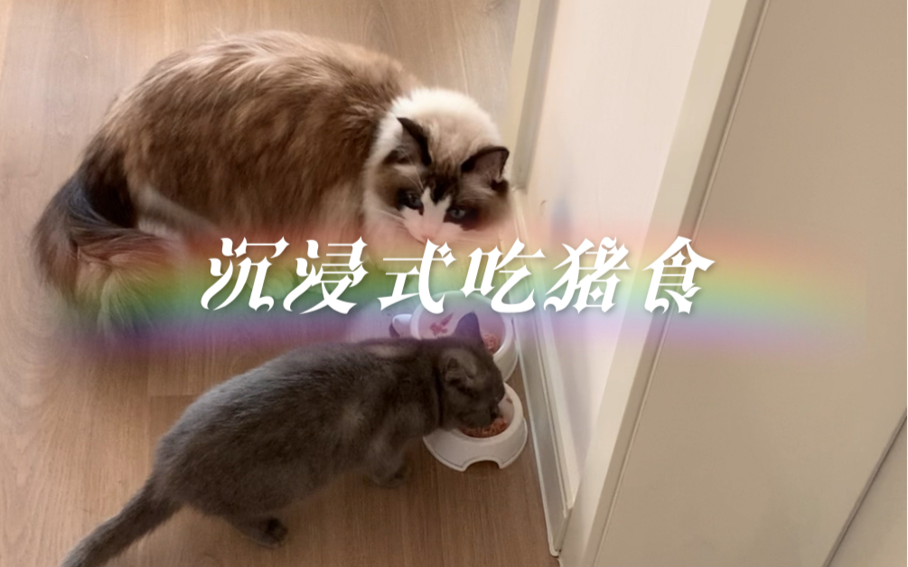 【布偶猪】猪吃食的声音不过如此吧哔哩哔哩bilibili