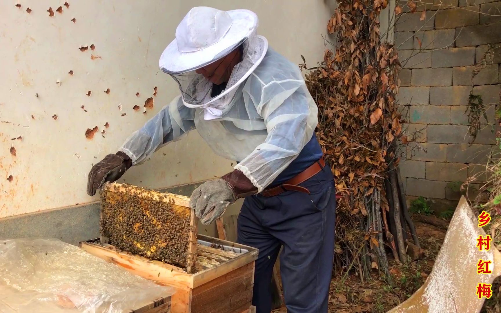 红梅刚回到娘家,就看到大伯在蜜蜂箱里忙活,农村人可真勤快!