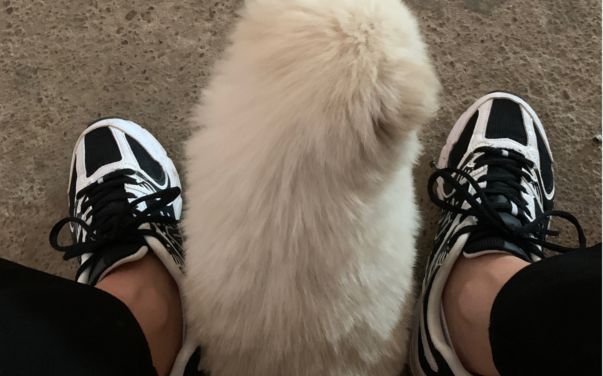 在狗妈妈旁边光明正大的撸白色奶团子