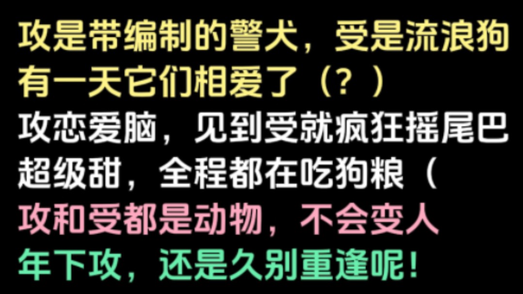 防暴犬攻x流浪狗受,我磕的CP逐渐不是人…攻和受都是动物,不会变人哈!哔哩哔哩bilibili