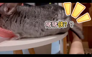 Download Video: 「龙猫」但猪猪侠？