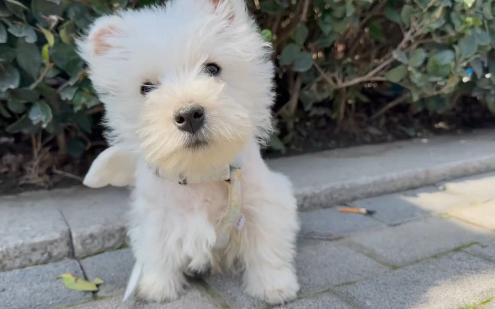 西高地白梗犬,他好像特别喜欢这首歌尤其是高音部分歪头杀听妈妈哼歌