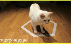 【喵~燃BGM】从猫圈子圈套逃脱!哔哩哔哩bilibili