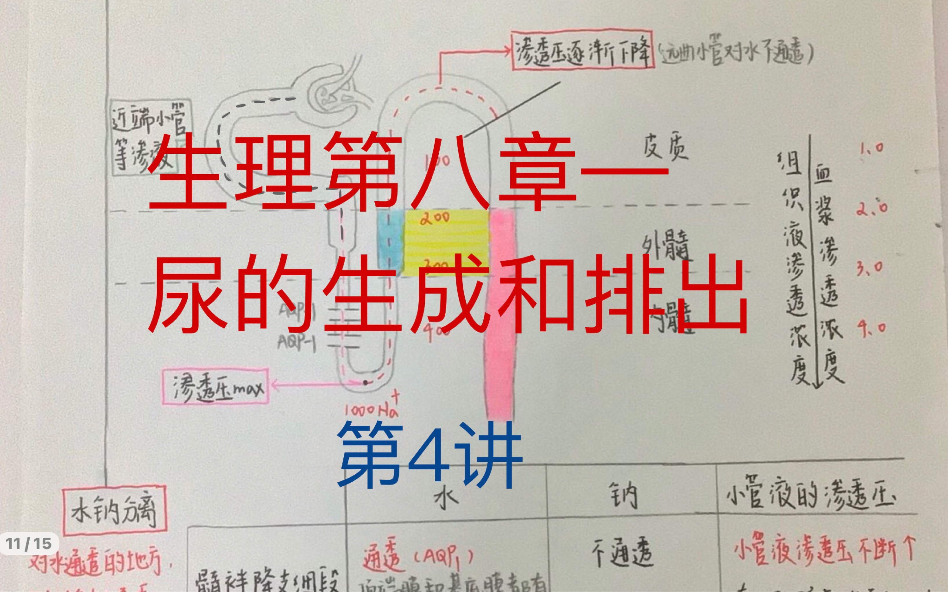 【考研西醫綜合】生理學—第八章尿的生成和排出—04