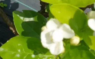 下载视频: 绿植茉莉花有多少品种？ 哪种茉莉花最好养