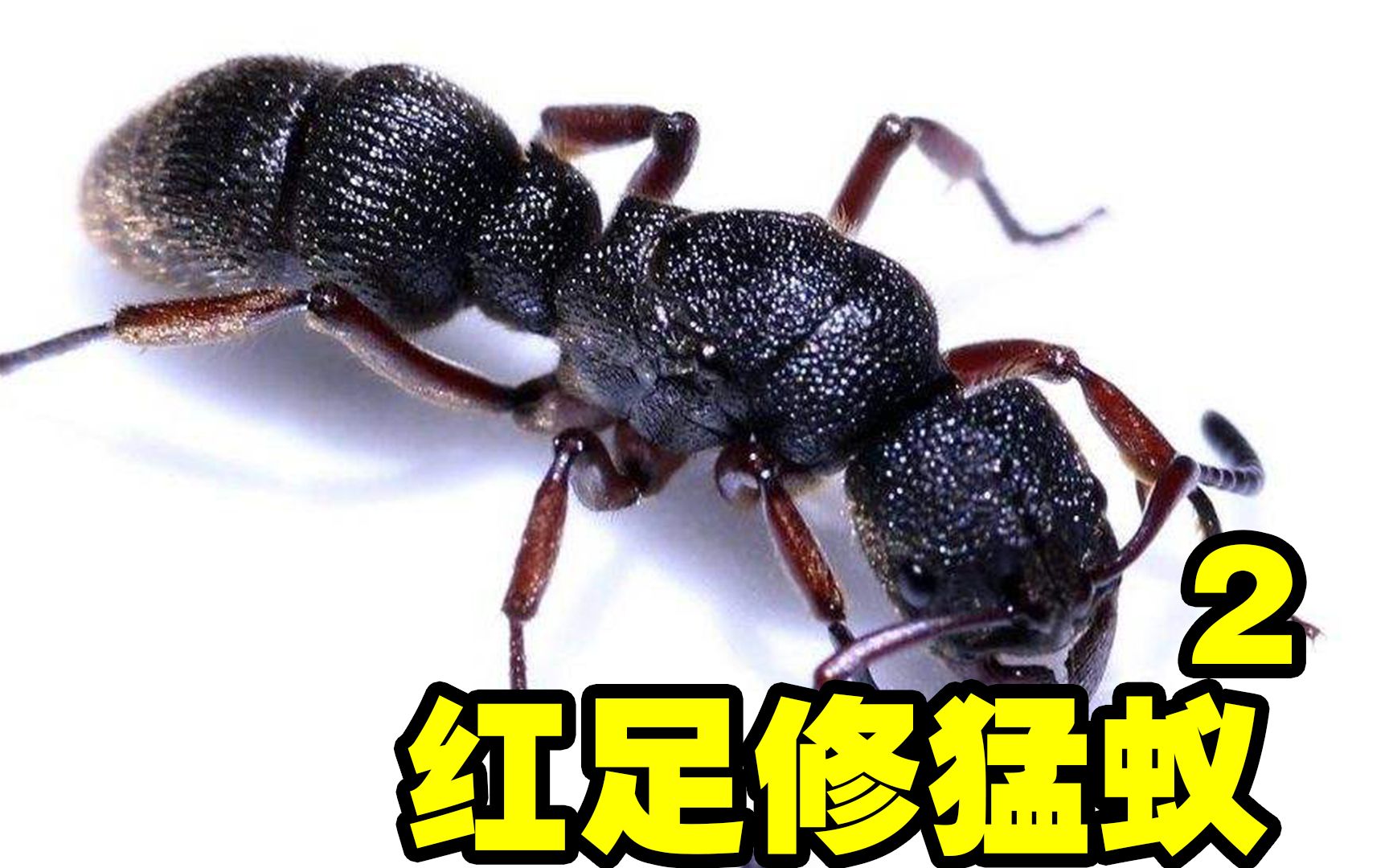 【遗址生态巢】2:红足修猛蚁归来