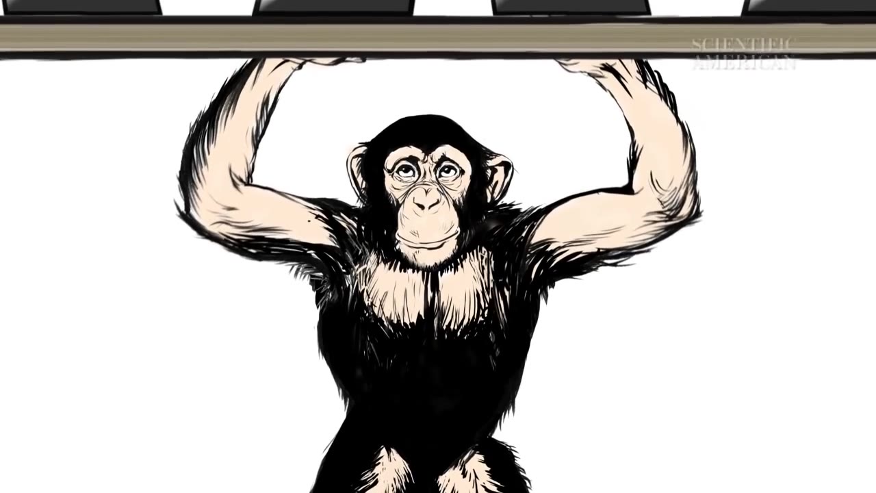 【科普】为什么猩猩比人类『那里』更壮?