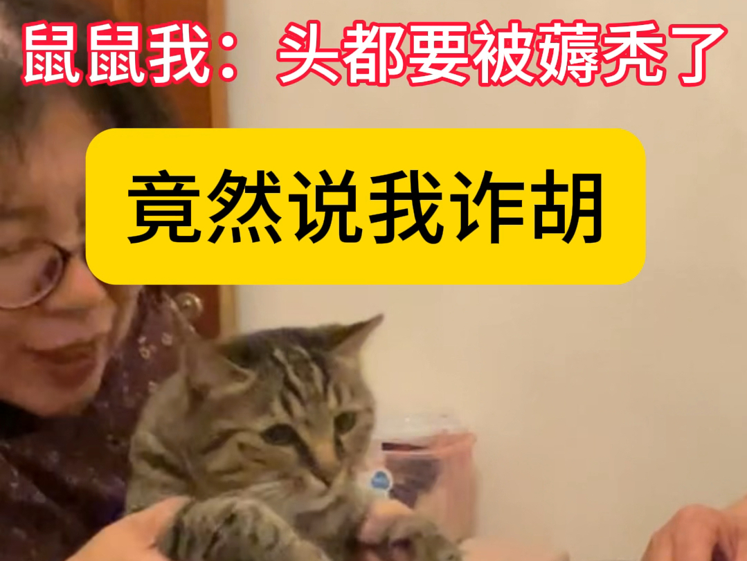 猫猫我脑袋都被磨秃了,竟然说我诈胡