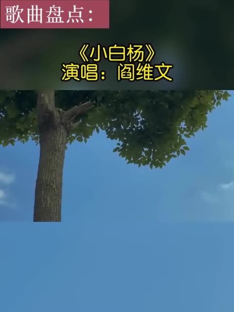 枝繁叶茂的小白杨,迎风摇曳,如同岁月静好.