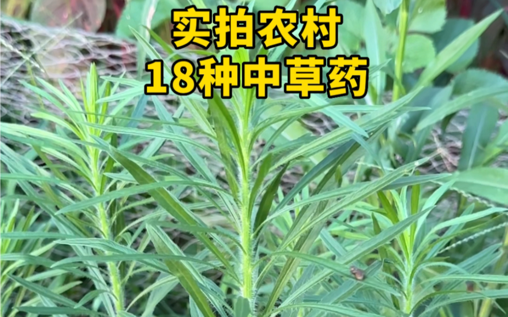 实拍中草药植物18种,很多农村人还不知道,你见过吗?哔哩哔哩bilibili