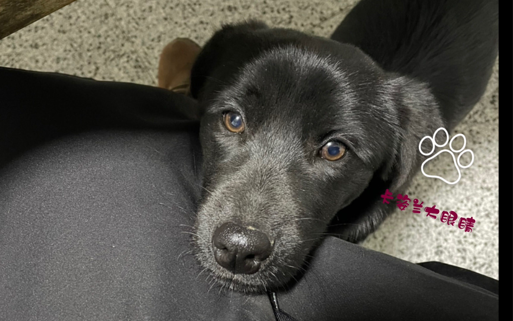 黑仔偷偷进我的房间 还用它的小尾巴拍打我的小地板 偷偷照小镜子