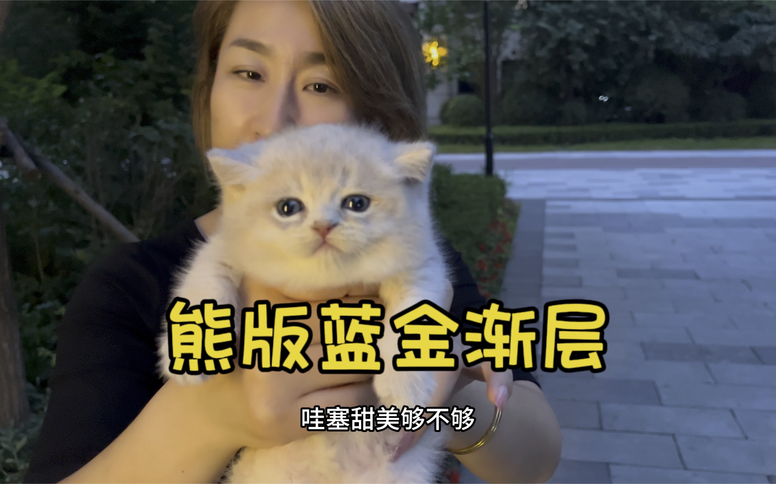 又一只卡哇伊的蓝金渐层猫!哔哩哔哩bilibili