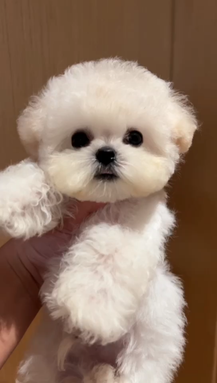 哪里可以买到纯种的小体立耳比熊幼犬出售