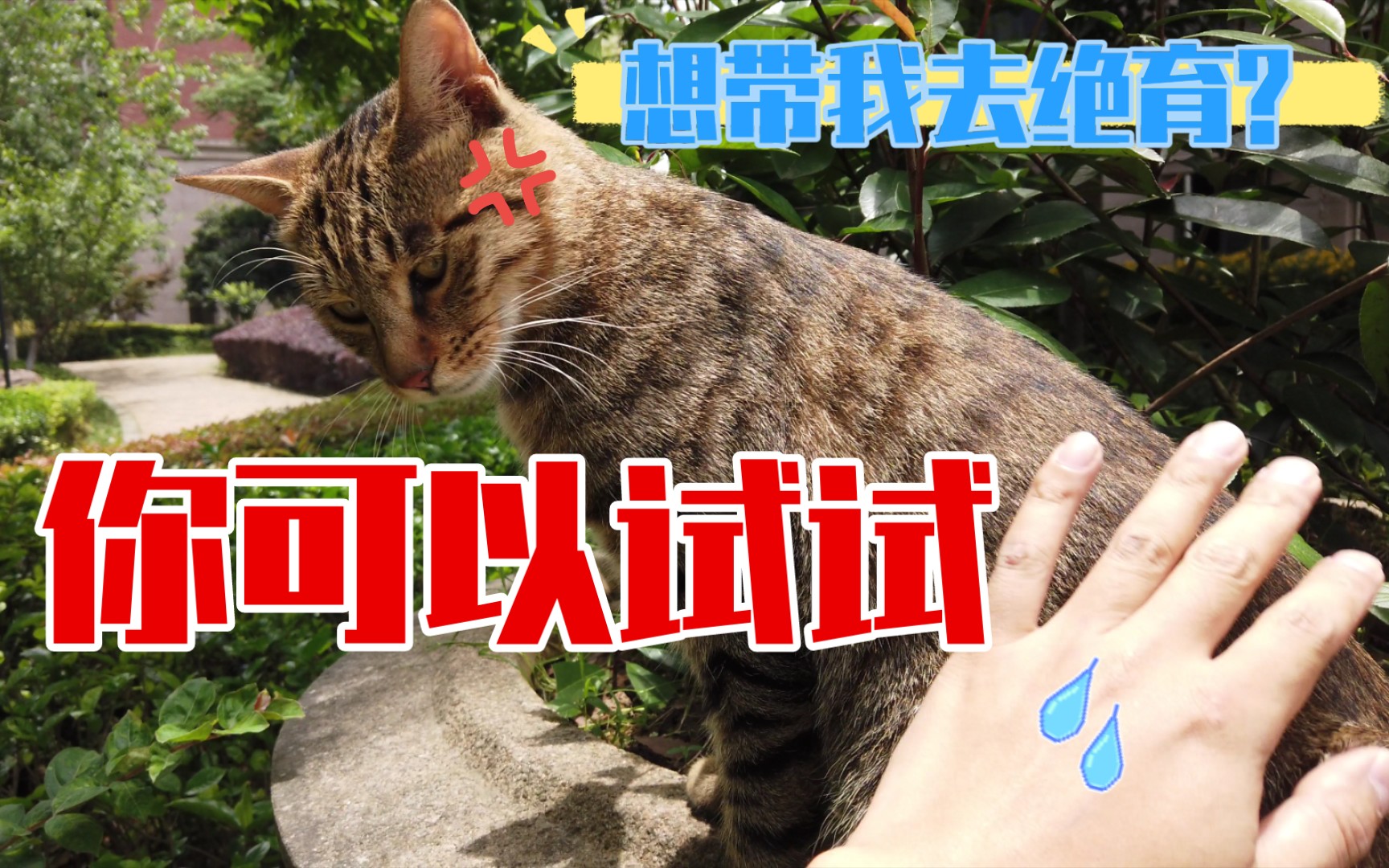 带一只流浪猫去绝育有多难?哔哩哔哩bilibili